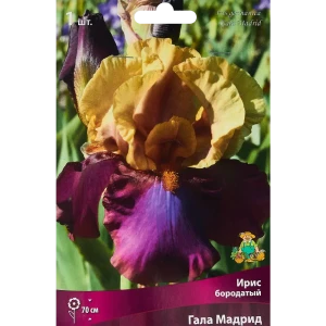 Ирис бородатый Гала Мадрид