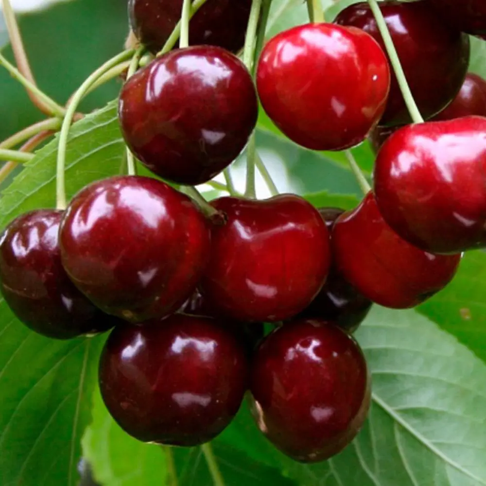 Саженец черешни Витязь - морозостойкий сорт с сочными плодами 89432295 PLANTMARKET STLM-1584011