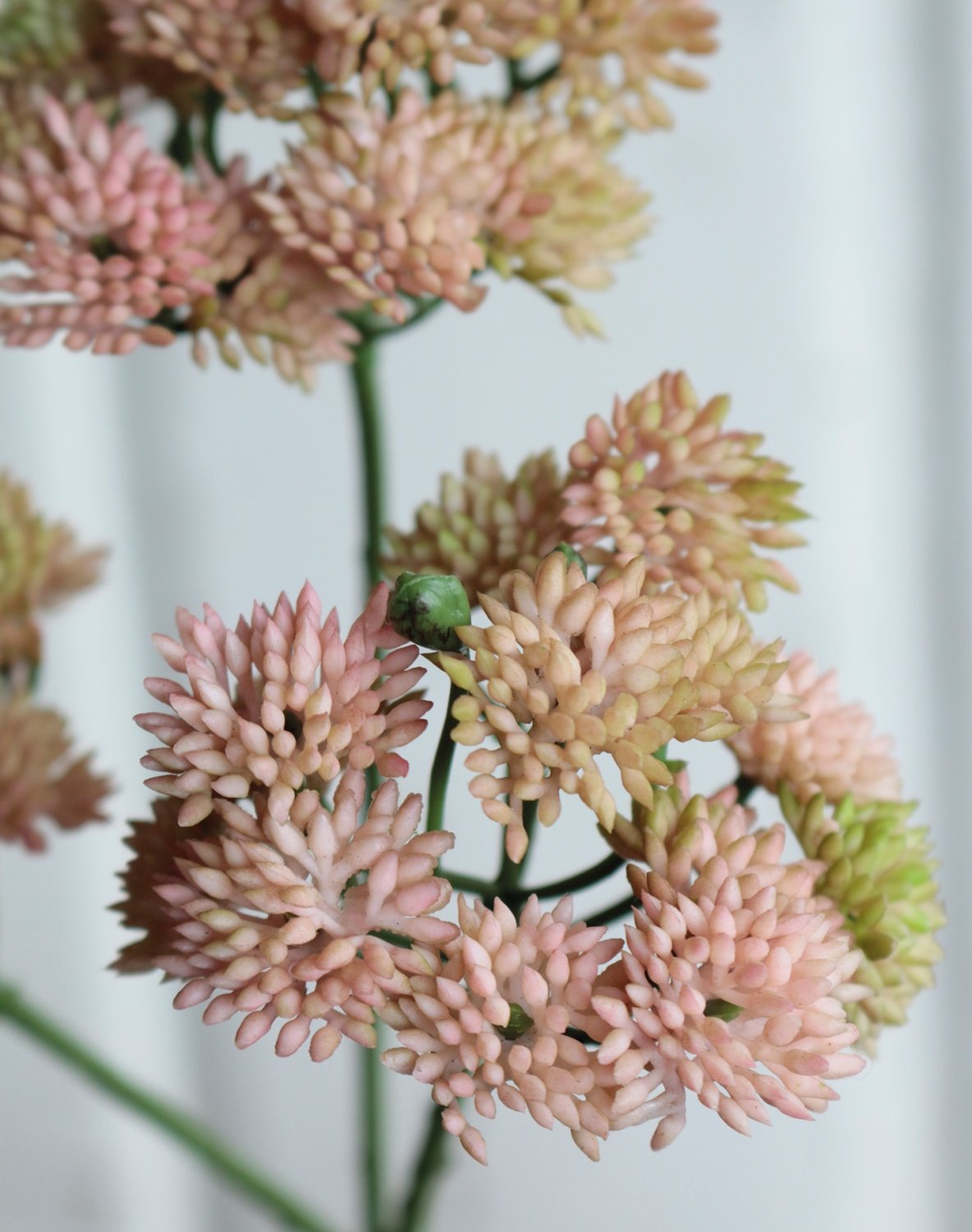 6699 753 a3 Ветка очитка искусственная, 32 см, бежево-абрикосовая H-andreas  - Вид №1