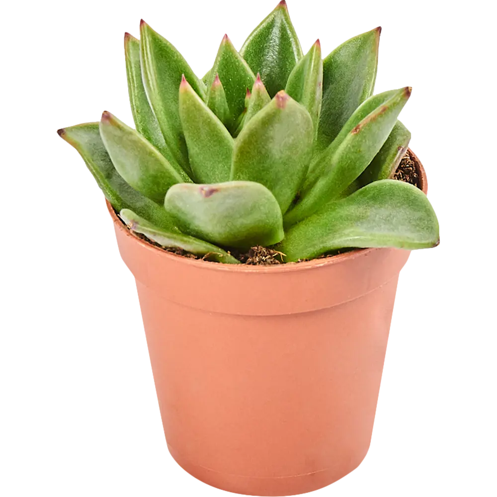 Santreyd Эхеверия Зонен - суккулент для стильного интерьера 82580051 STLM-0030561