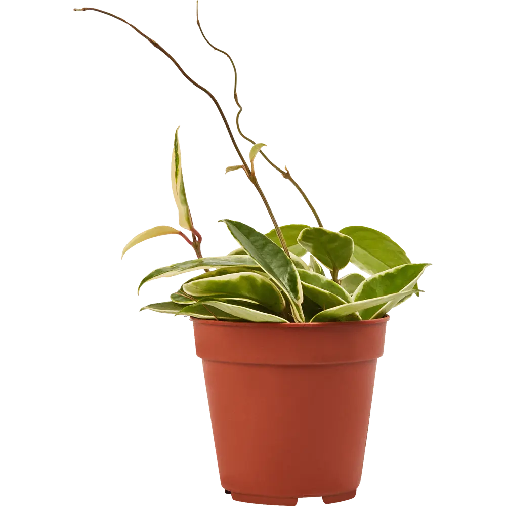 Santreyd Хойя микс - ампельное растение для интерьера ø12 см 82932869 STLM-0038112 - Вид №1