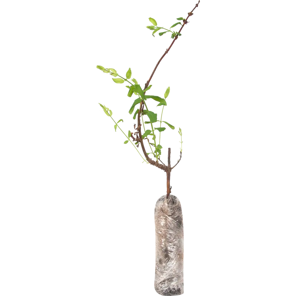 Жимолость Волхова в тубе 82539562 STLM-2112301 BOTANIC COLLECTION  - Вид №1