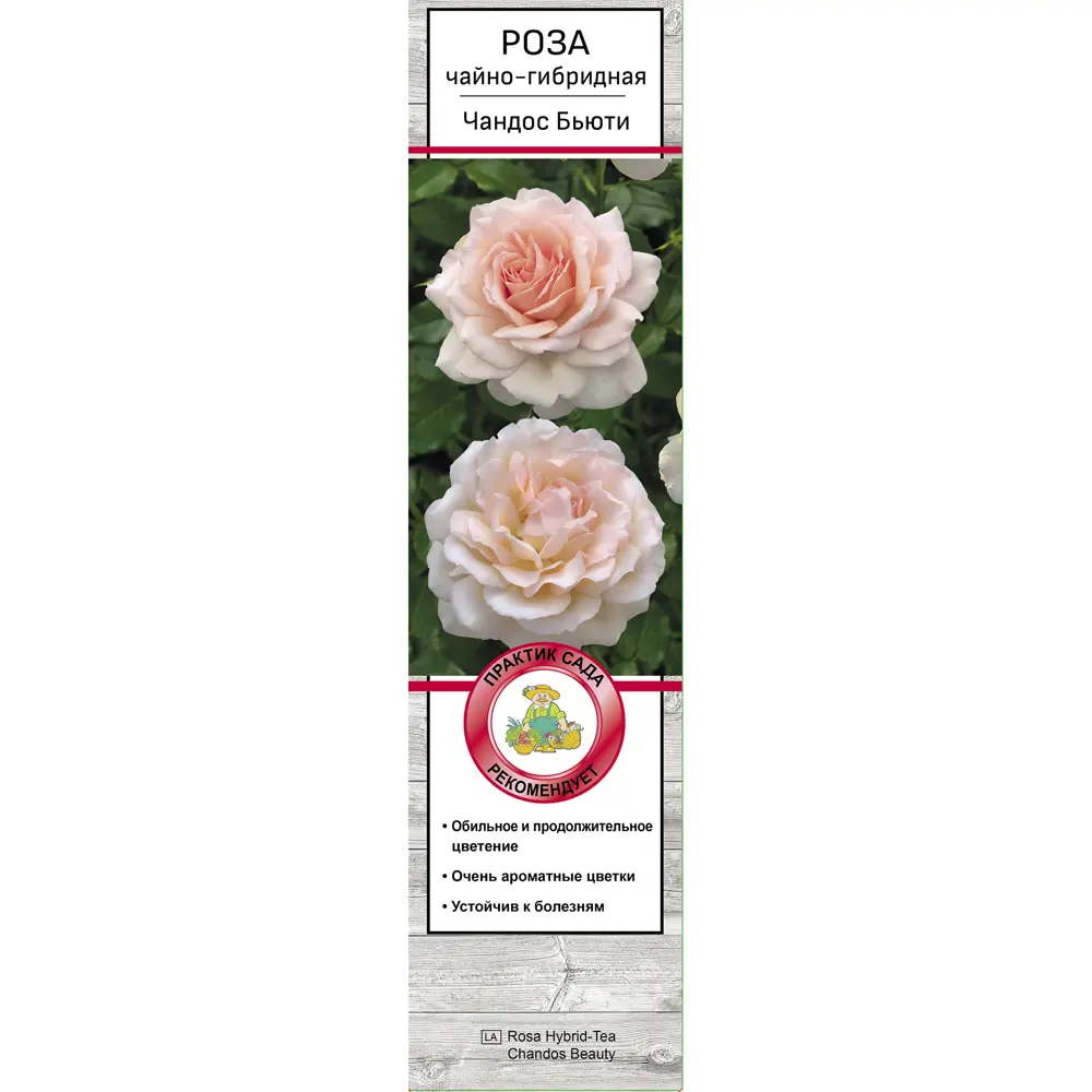 Роза чайно-гибридная Чандос бьюти h37 см 83786574 STLM-2074875 Santreyd  - Вид №1