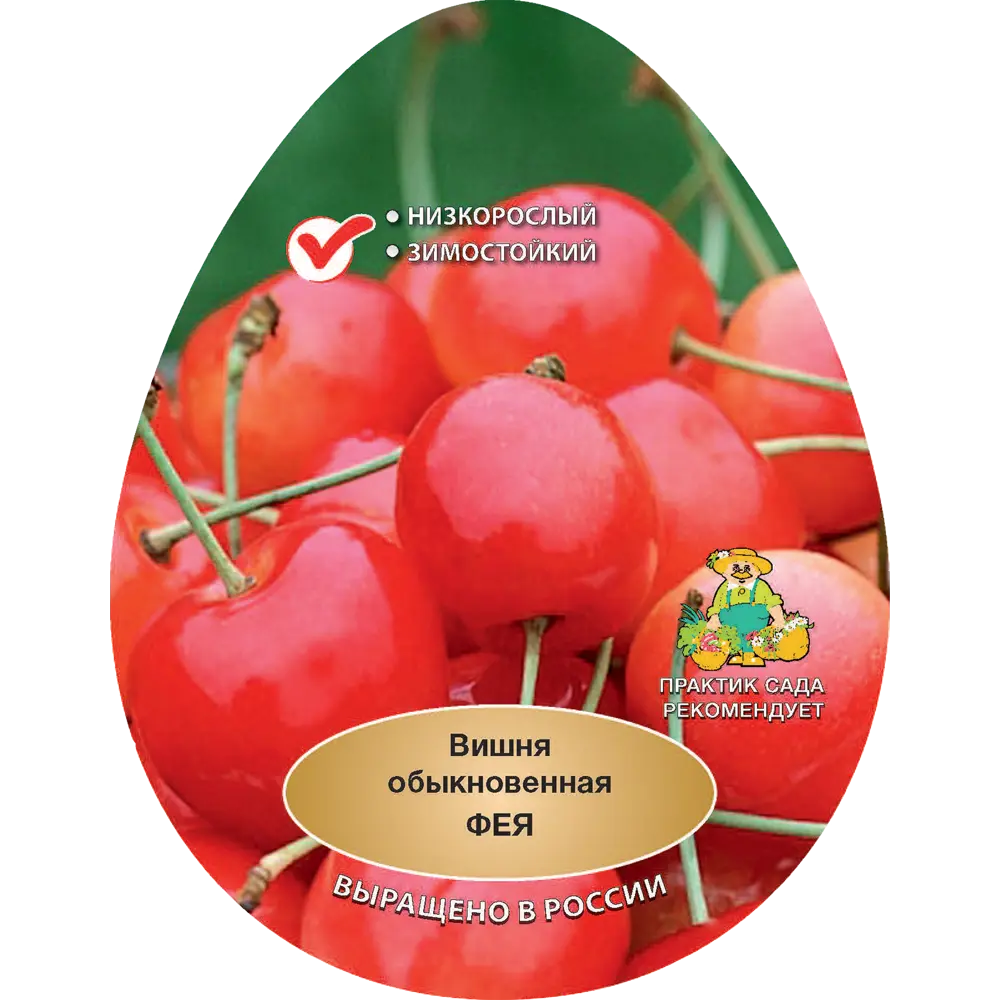Вишня обыкновенная Фея h200 см в сетке Поиск Инвест 84399297 STLM-2094344 Santreyd 