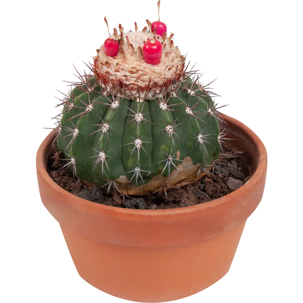 Santreyd Кактус Шар — живой суккулент для интерьера 82877371 STLM-0956832