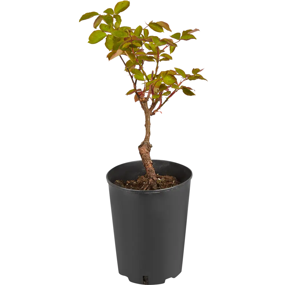 PLANTMARKET Чайно-гибридная роза Double Delight с двухцветными бутонами 84827544 STLM-1572846 - Вид №2