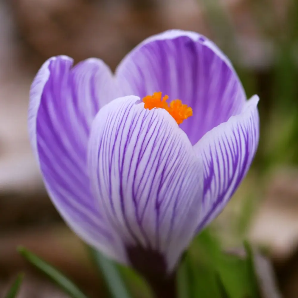 Крокус Geolia «Striped Beauty» 15044823 STLM-2070998 