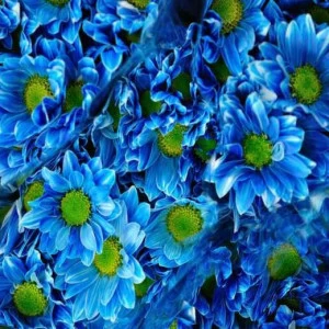 WP02099 Фотообои Verol Фотообои decoline 1х1 м