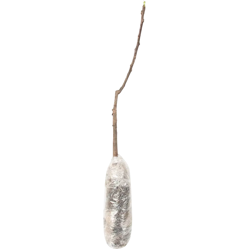 Груша Чижовская в тубе 82539561 STLM-2091607 BOTANIC COLLECTION  - Вид №1