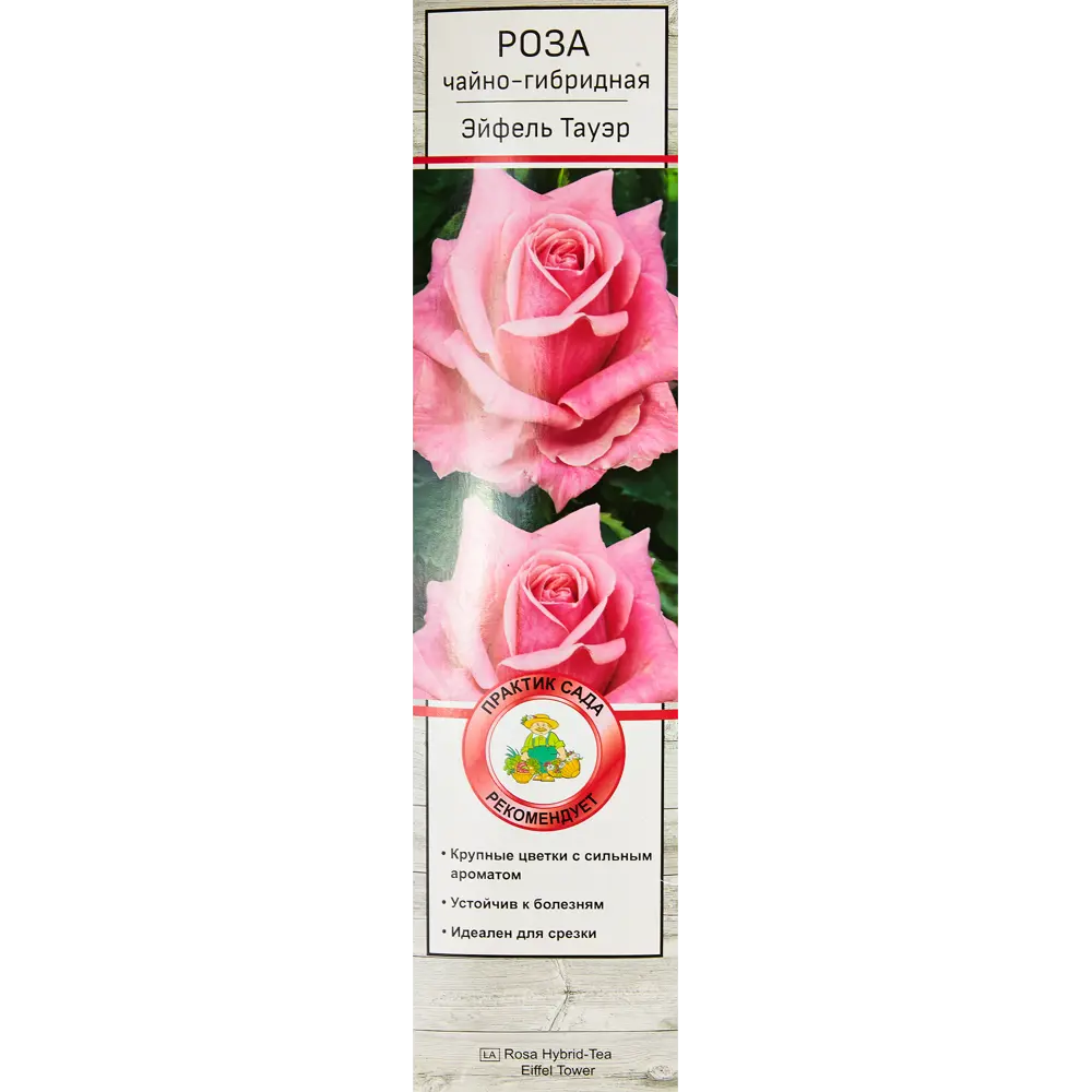 Роза чайно-гибридные «Эйфель Тауэр» 18348224 STLM-2044271 Santreyd 