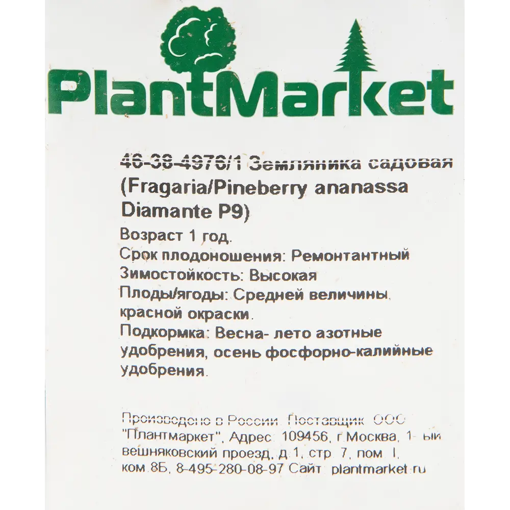 Земляника садовая «Диамант» 9x15 см 82625404 STLM-2133243 PLANTMARKET  - Вид №2