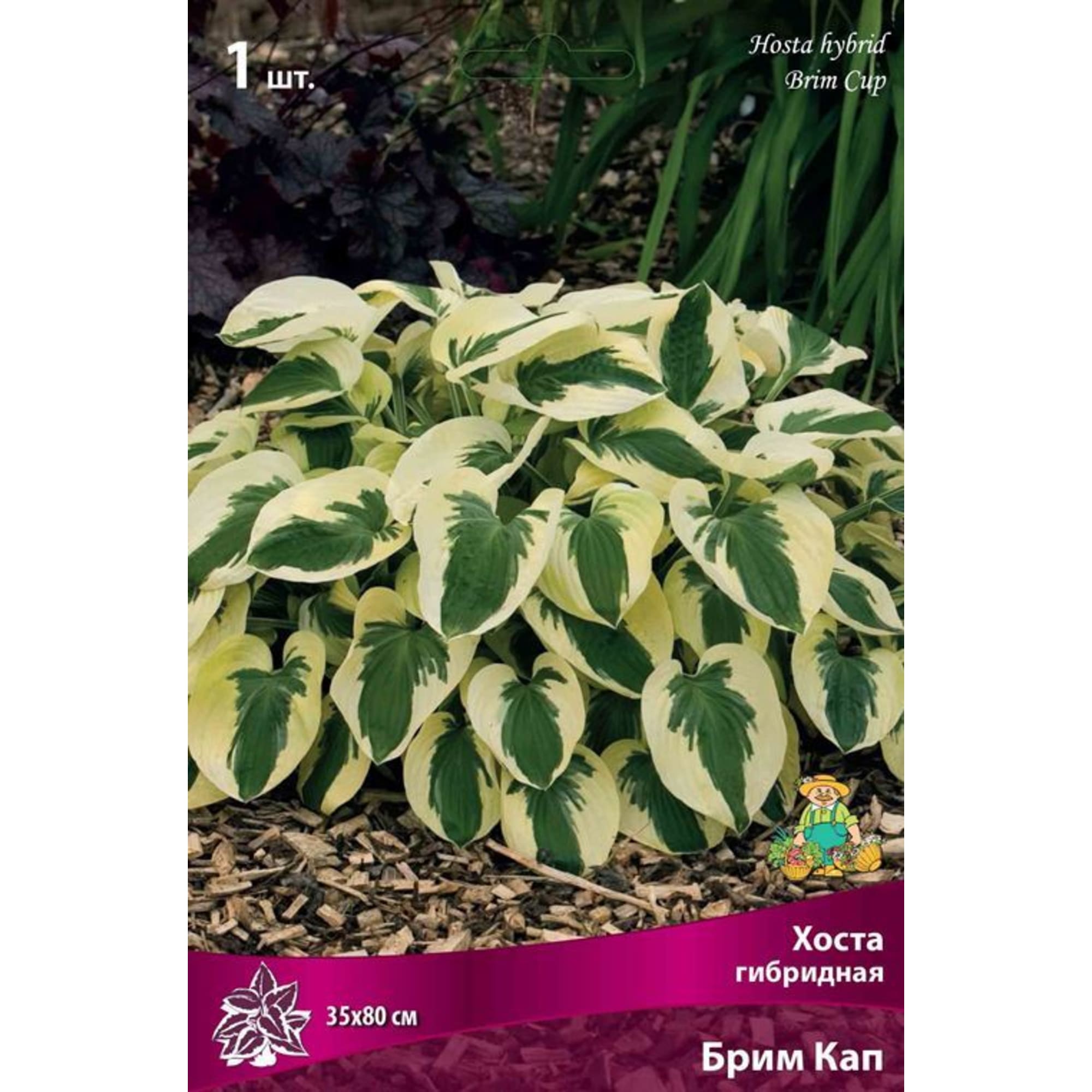82319594 Хоста гибридная «Брим Кап», размер луковицы I Santreyd 