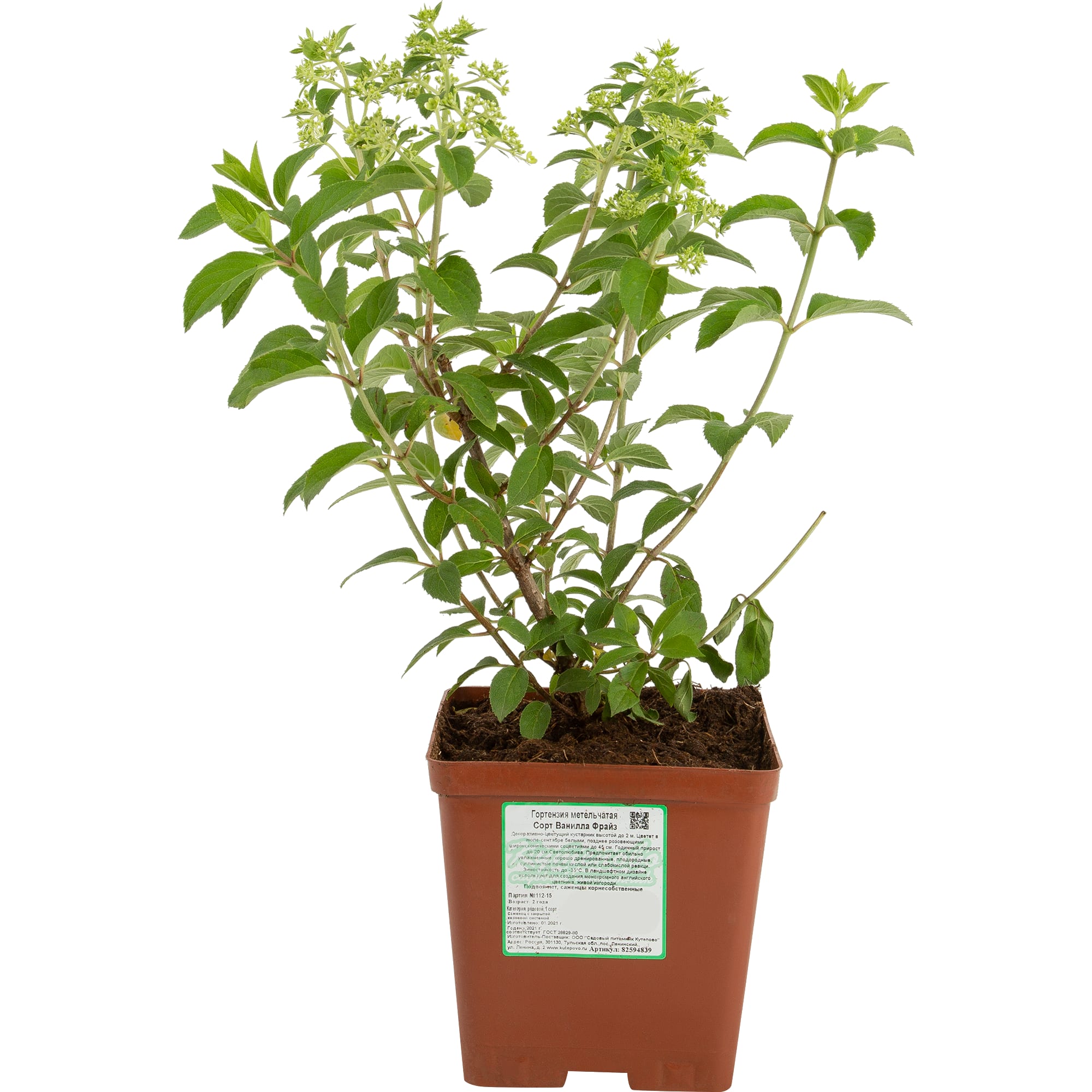 82594839 Гортензия метельчатая «Ваниль Фрайз» 15x20 см Santreyd  - Вид №1