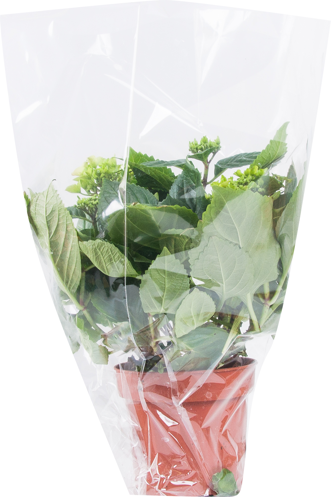 Гортензия Santreyd крупнолистная двухцветная 30 см в горшке 82560439 STLM-0029953 - Вид №2