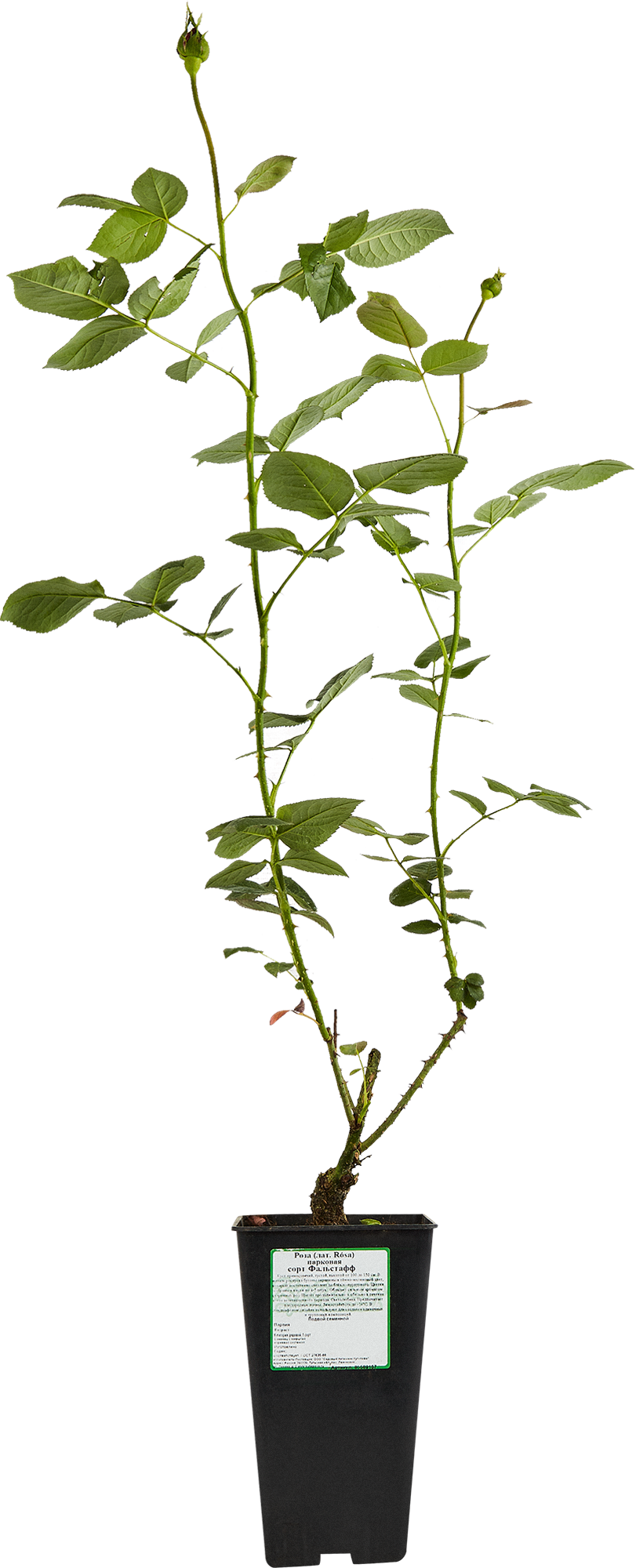 Парковая роза Santreyd - многолетний цветущий кустарник с разноцветными бутонами 85589157 STLM-0064360 - Вид №1