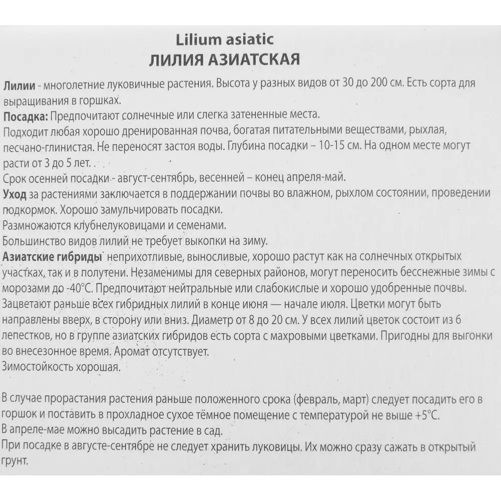 Лилия азиатская махровая Чоклат Ивент 85205788 STLM-2151175 ПОИСК  - Вид №2