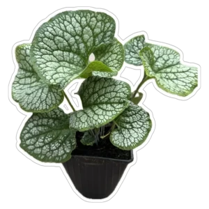 Брунера разносортная - многолетний садовый цветок ø17 см 89433285