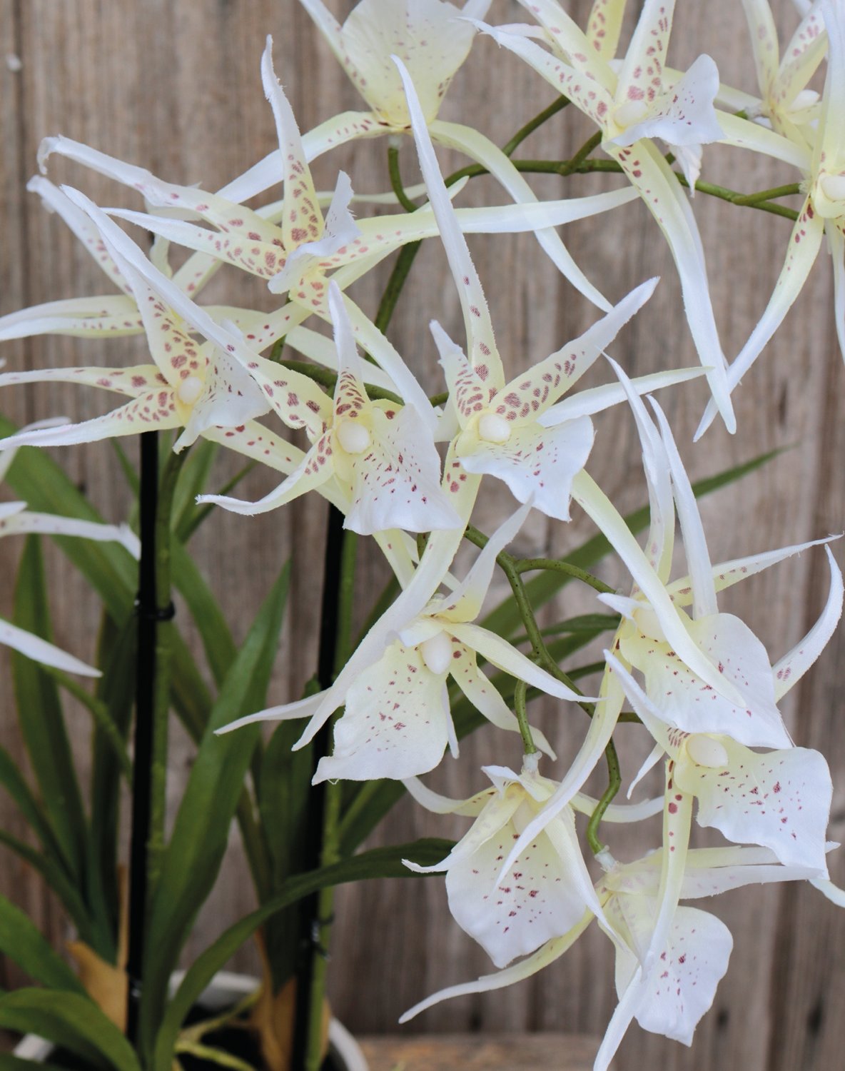 2529 778 a3 Искусственная орхидея паук (brassia), горшечная, 50 см, бежево-белая H-andreas  - Вид №2