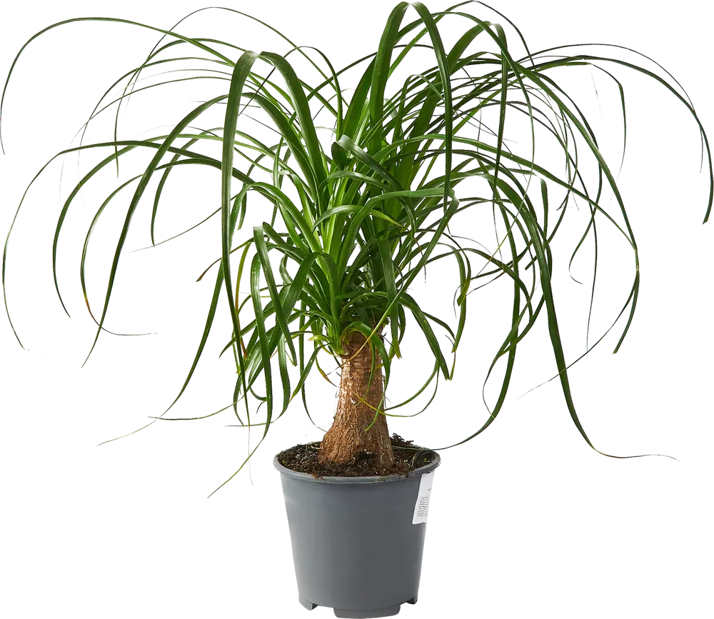 Santreyd Нолина Бокарнея — изящный суккулент с бутылочным стволом 85324955