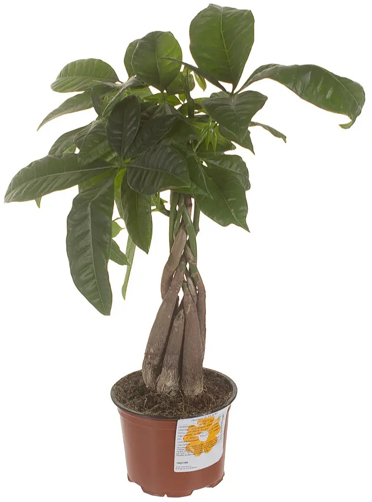 Santreyd Пахира Акватика — экзотическое дерево для статусного интерьера 14032396