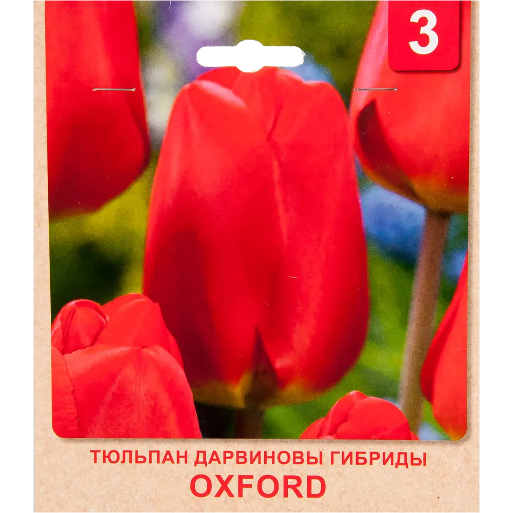 Тюльпан «Oxford» размер луковицы 10/11, 3 шт. 82365329 STLM-2198765 Santreyd 