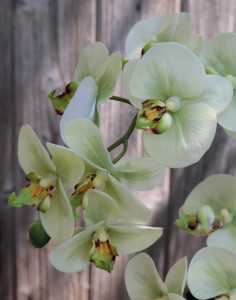2772 788 a3 Пластиковая орхидея Phalaenopsis, 2-х кратная, горшечная, 45 см, real touch, бежево-зеленая H-andreas
