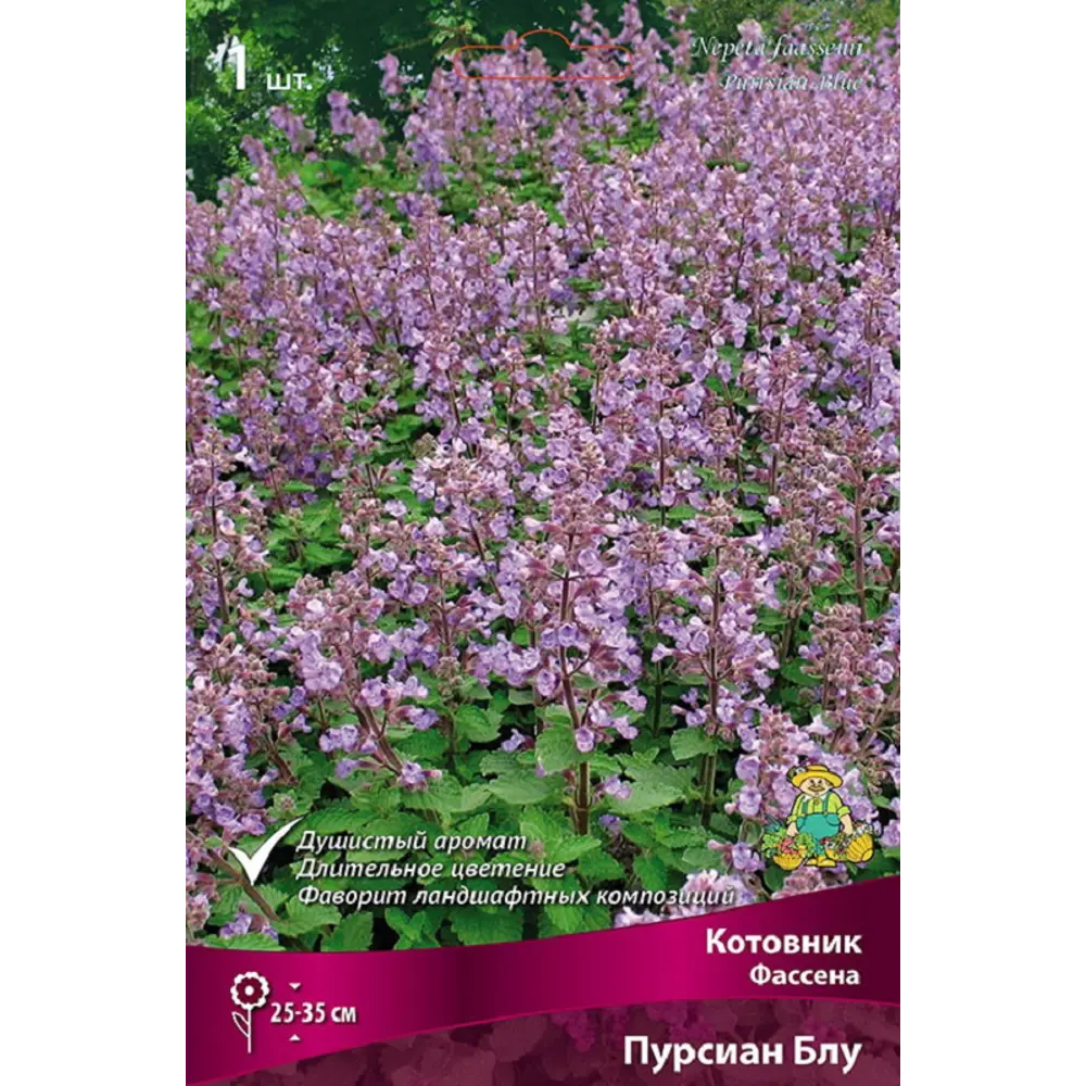 Котовник Персиан Блу - многолетнее цветущее растение 89433481 ПОИСК STLM-1580691