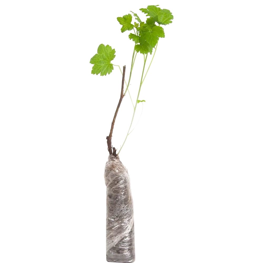 Смородина красная ранняя сладкая в тубе 82539572 STLM-2167151 BOTANIC COLLECTION  - Вид №1