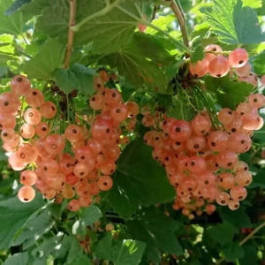 Смородина красная Голландская розовая