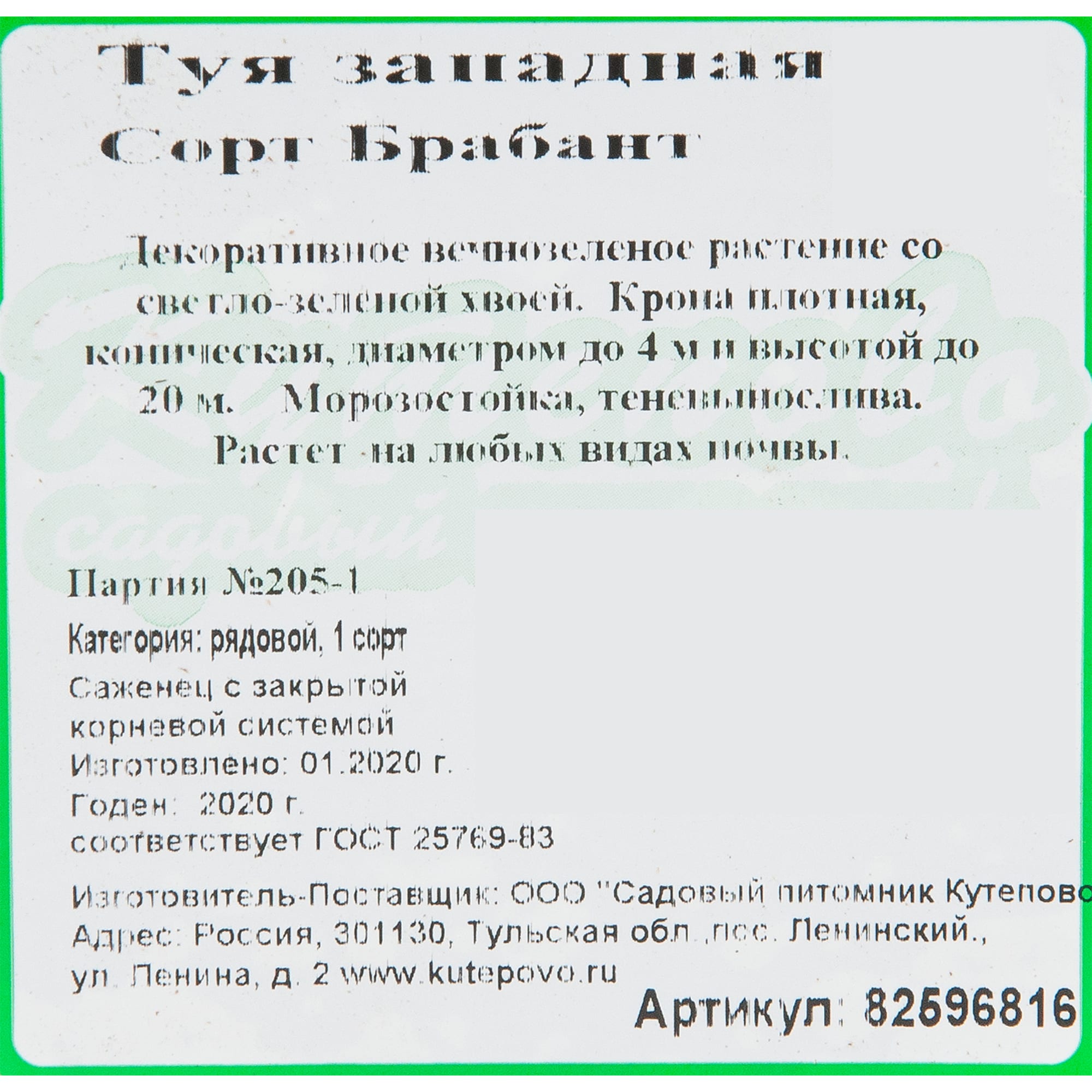 82596816 Туя западная «Брабант» 15x30 см Santreyd  - Вид №1
