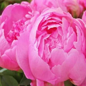 WP02213 Фотообои Verol Фотообои decoline 1х1 м