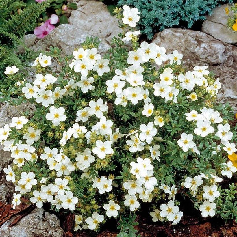 Лапчатка кустарниковая Santreyd - цветущий многолетник для сада 87811836