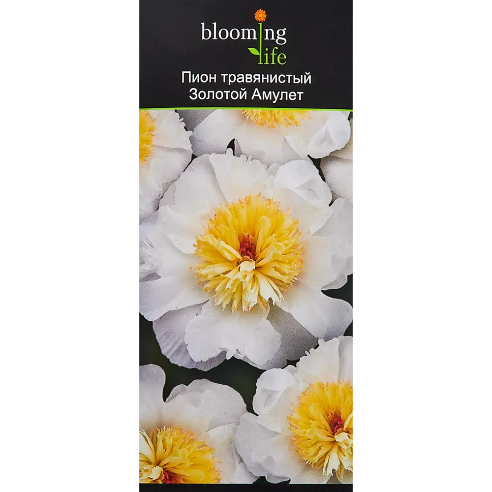 Пион травянистый Золотой амулет в тубе 82539512 STLM-2006861 BLOOMING LIFE 