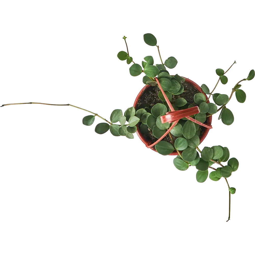 Пеперомия Хоуп Santreyd — изящное комнатное растение с кожистыми листьями 85535965 STLM-0063572 - Вид №2