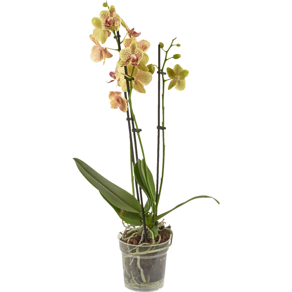 Santreyd Орхидея Фаленопсис - изящные цветки-бабочки для дома 82450358 STLM-0027414