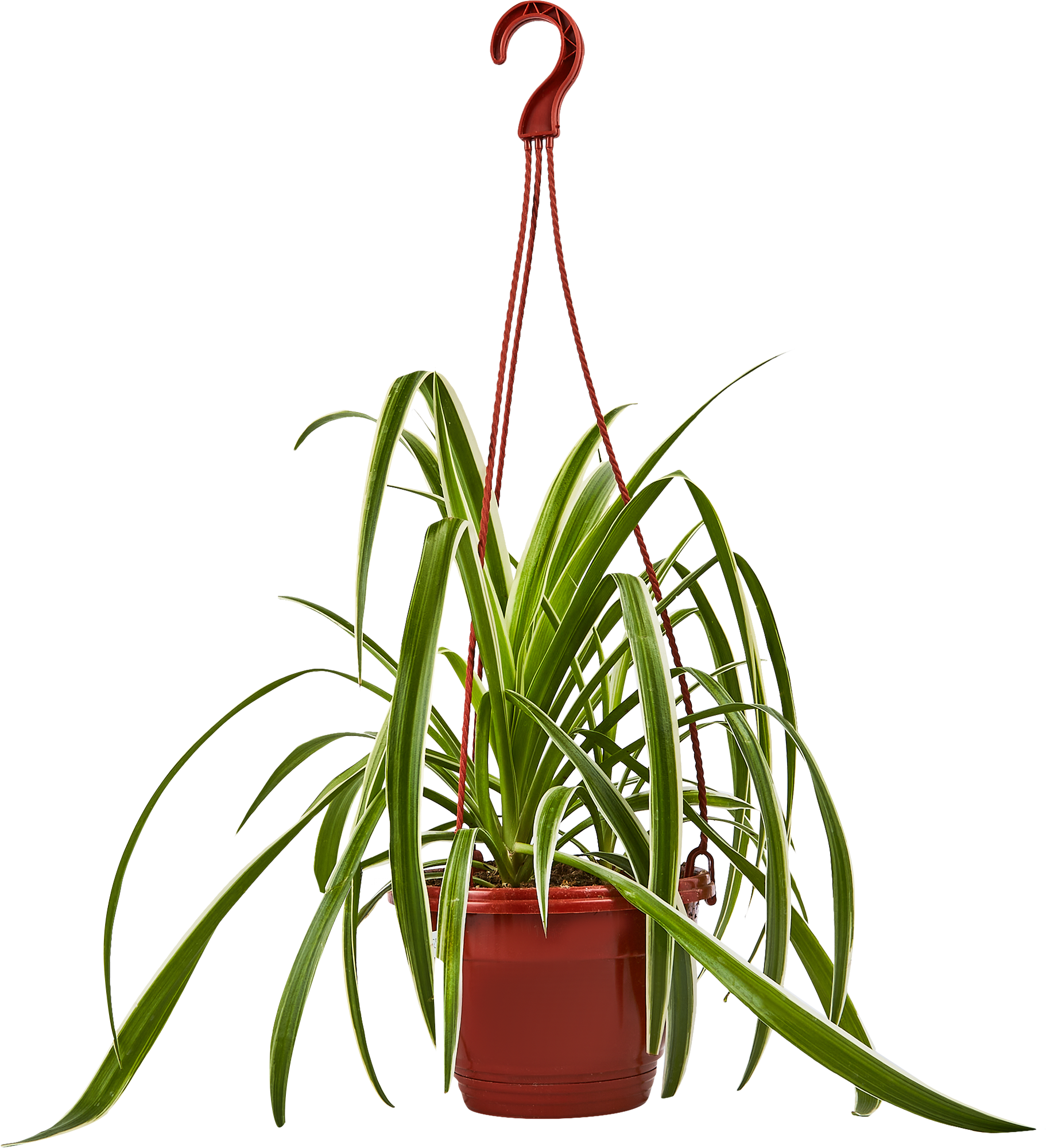 Хлорофитум Вариегата - комнатное декоративно-лиственное растение 85535975 Santreyd STLM-0063575