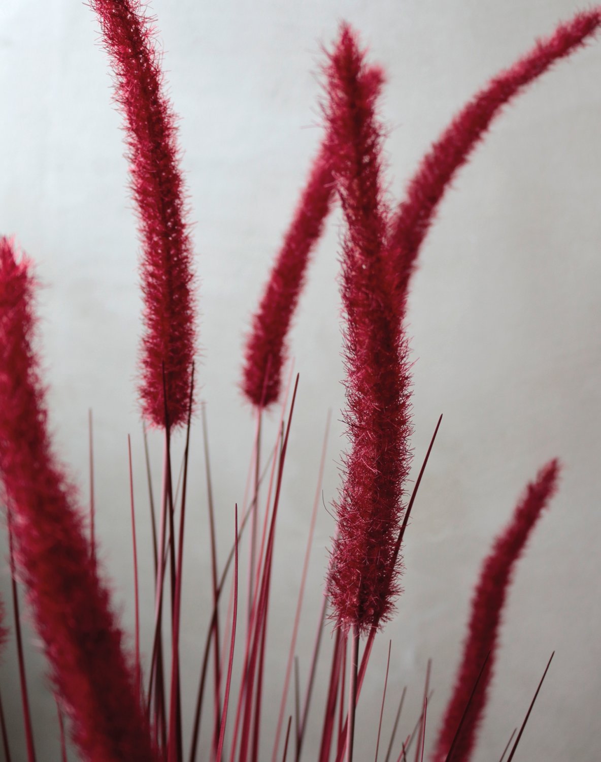 4869 498 a3 Искусственный пучок травы 'Chinese fountain grass' в горшке, 120 см, бордово-зеленый H-andreas  - Вид №2