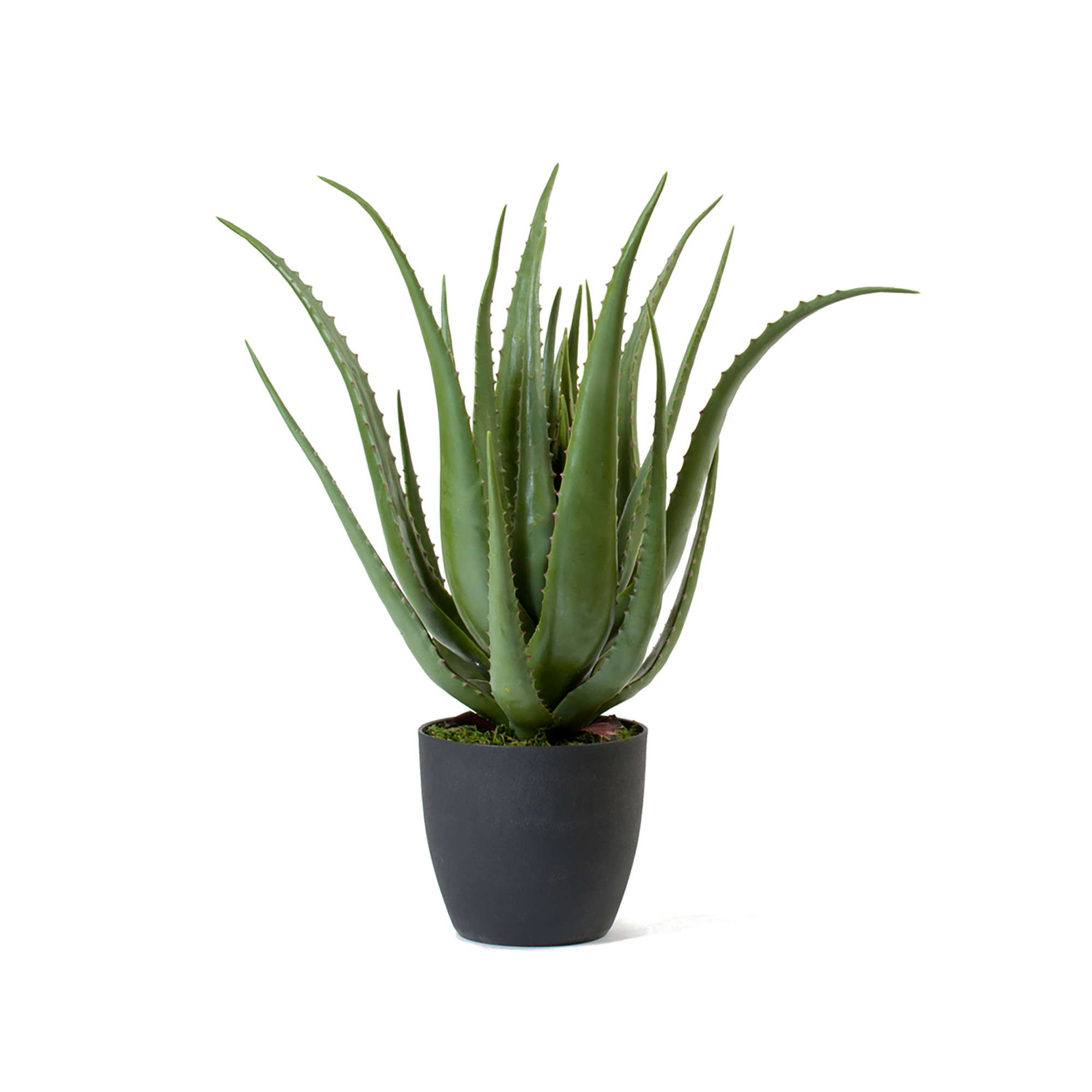 2000983181343 Алоэ в горшке 67 см Cosmo red 