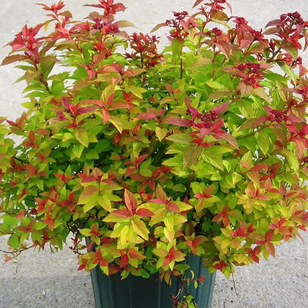 Спирея японская Голдфлэйм ø15 h35 см 84828936 STLM-2038858 PLANTMARKET 