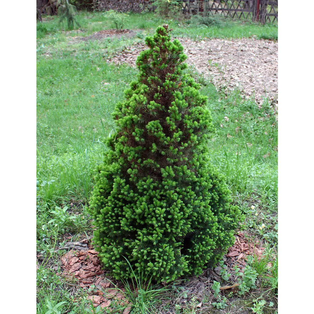 Ель сизая/канадская Перфекта ø25 h80 - 100 см PLANTMARKET STLM-2108812