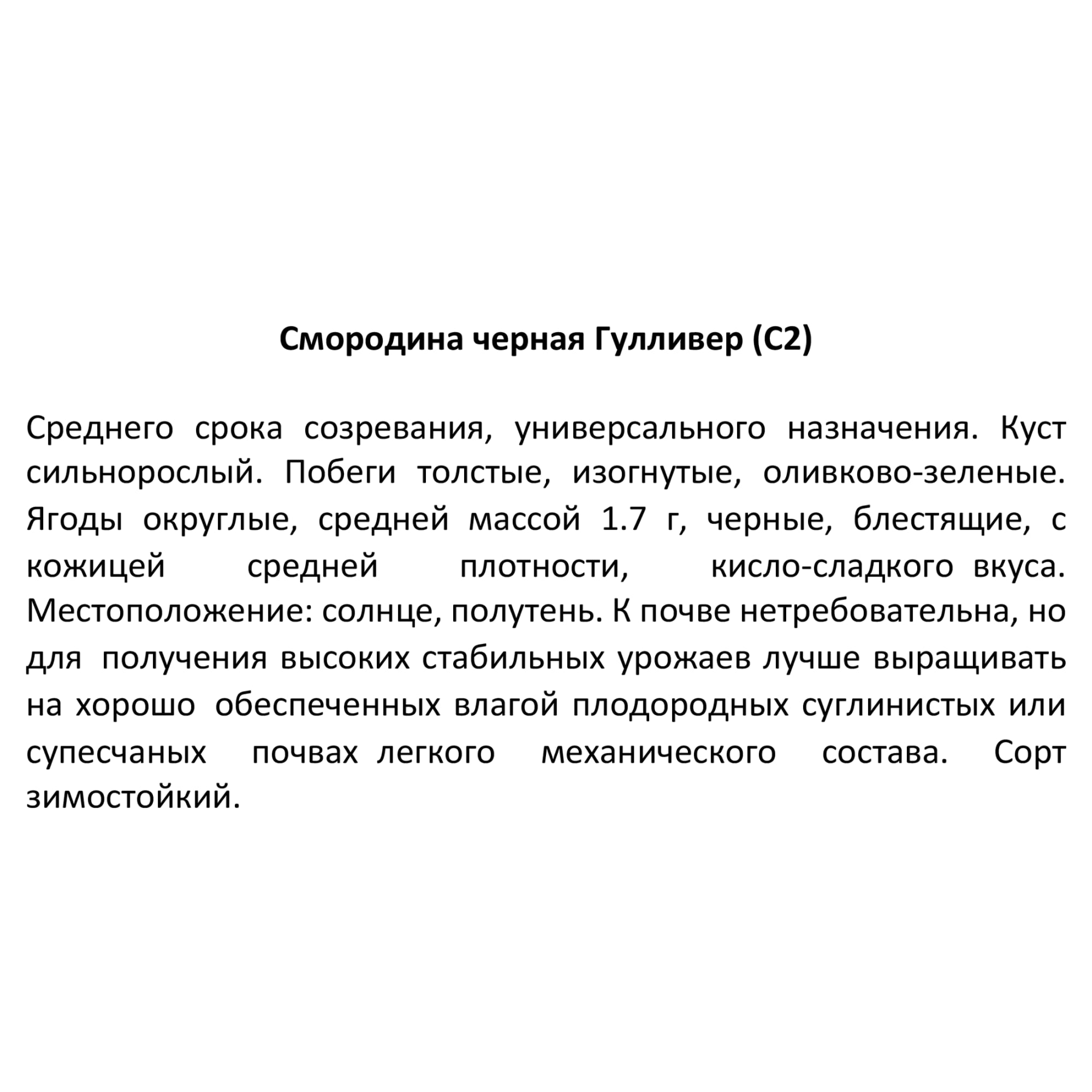 85325467 Смородина черная Гулливер ø17 h30 см Santreyd  - Вид №1
