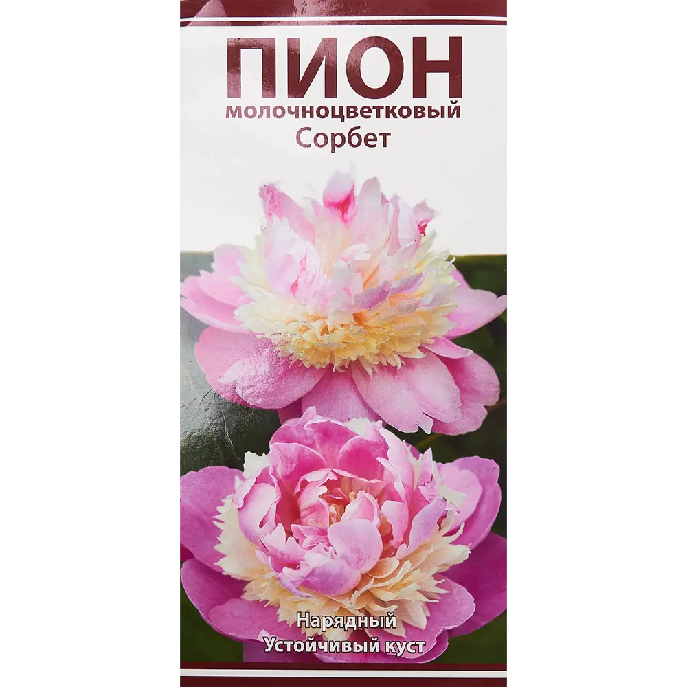 Пион молочноцветковый травянистый Сорбет 85205657 STLM-2168916 ПОИСК 