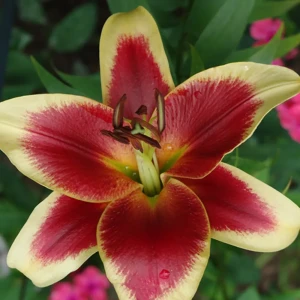 Лилия «Red Dutch», 14х16 см 12620274 STLM-2067125