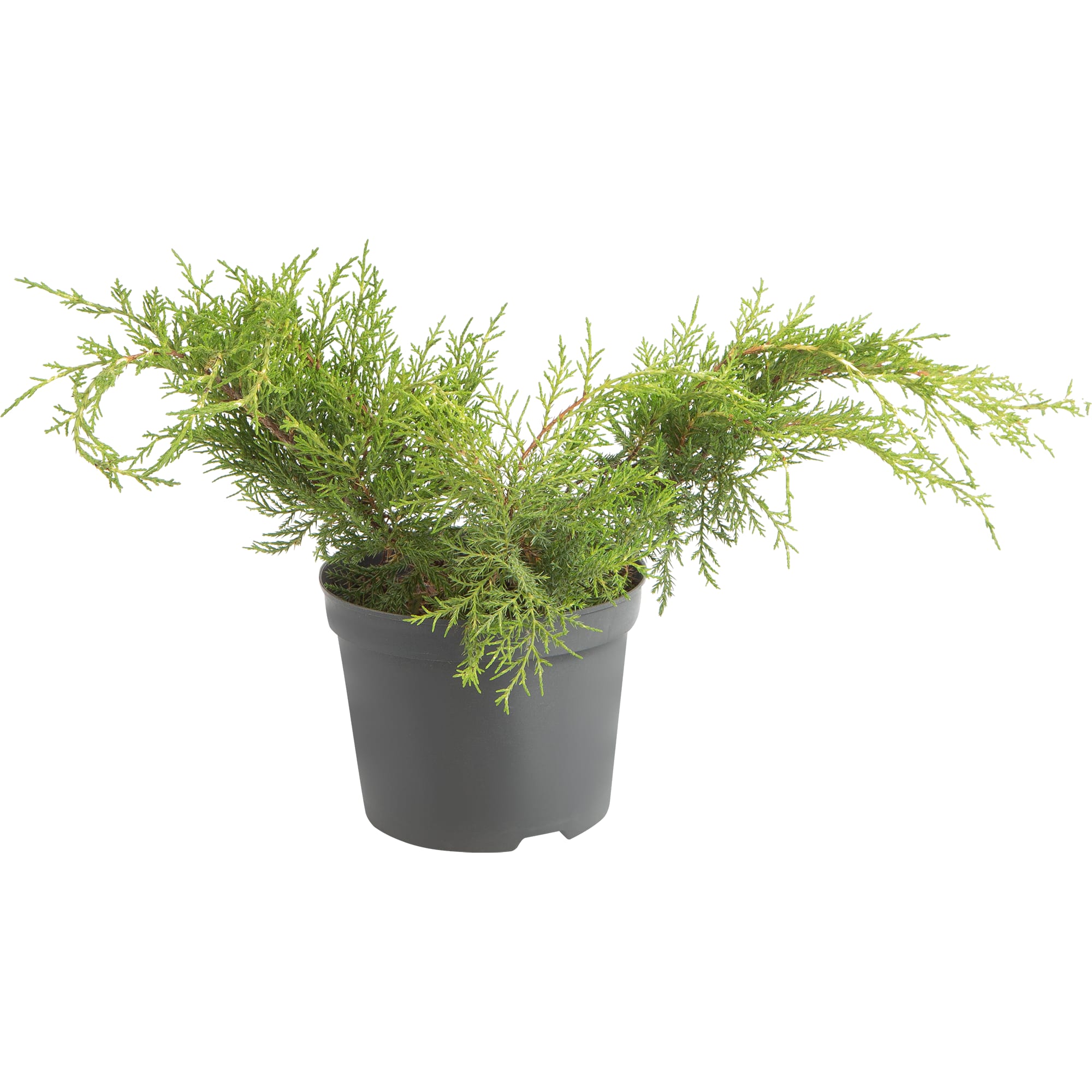 82644361 Можжевельник средний Олд Голд h 25 см С2 Santreyd 