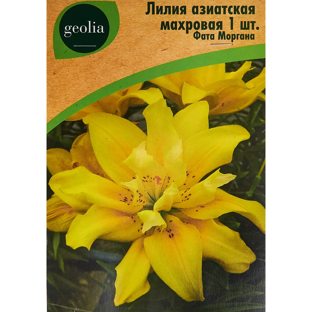 Лилия GEOLIA Фата Моргана - азиатская махровая с красными точками 86408618 STLM-1453919
