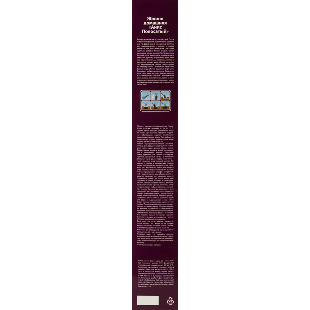 Яблоня Анис полосатый в тубе 82539582 STLM-2164574 BOTANIC COLLECTION  - Вид №2