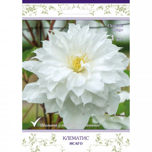 82527542 Клематис крупноцветковый Исаго в капере