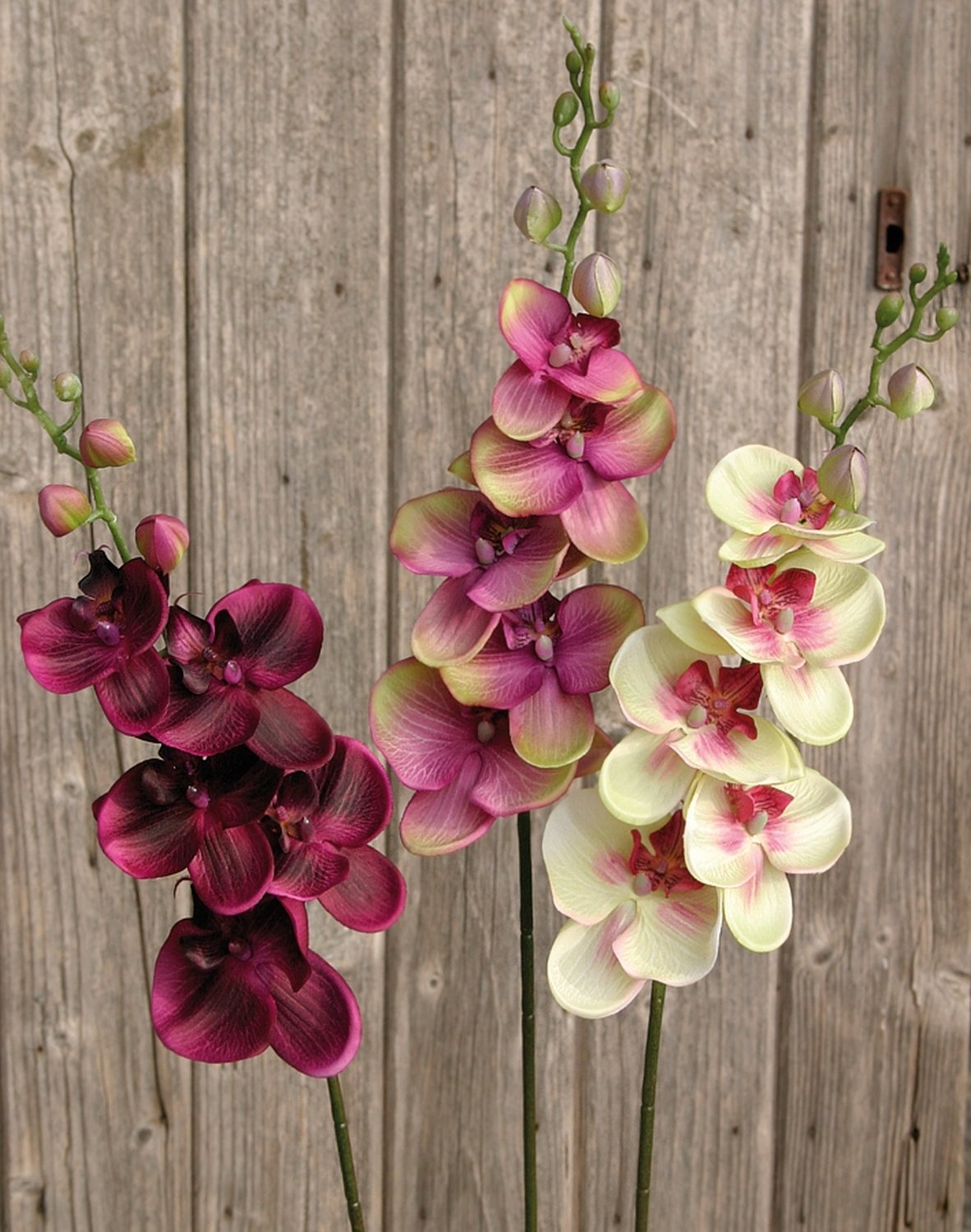 2423 849 a2 Искусственная орхидея Phalaenopsis, 92 см, зелено-бордовая H-andreas  - Вид №2