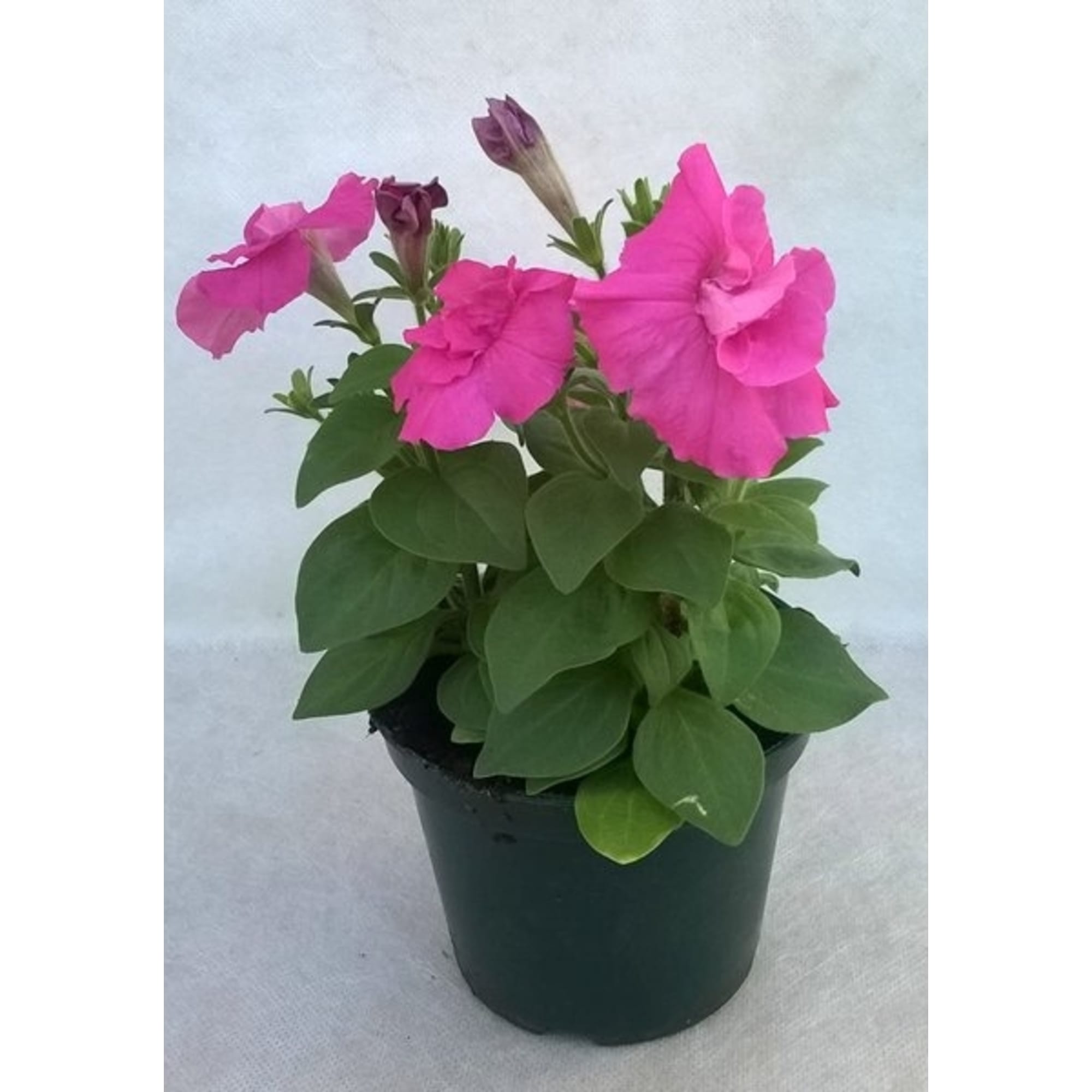 82625827 Петуния микс 9x20 см Santreyd  - Вид №1