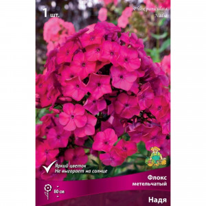 83600081 Флокс метельчатый Надя луковица I